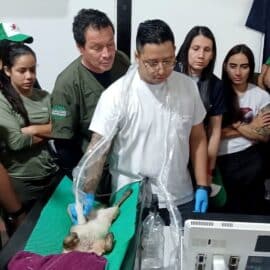 El Dagma realizó curso para el cuidado de los animales victimas de tráfico ilegal en Cali