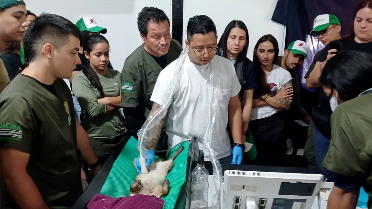 El Dagma realizó curso para el cuidado de los animales victimas de tráfico ilegal en Cali