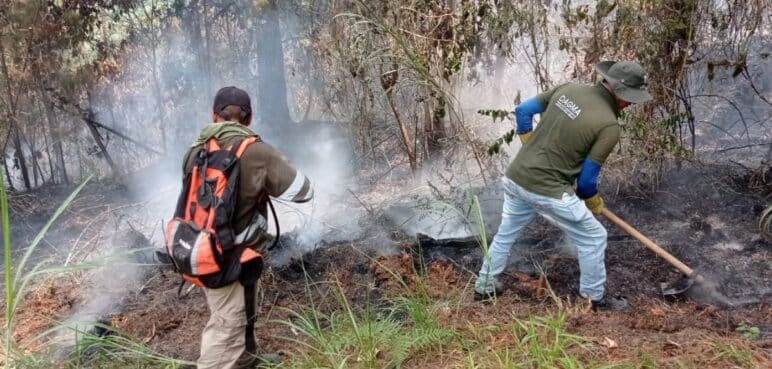 Dagma inicia plan para recuperar las zonas afectadas tras incendios forestales en Los Andes