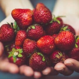 ¡Cultiva tu propia dulzura! Guía para sembrar fresas en el hogar