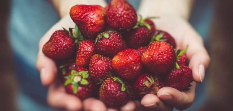 ¡Cultiva tu propia dulzura! Guía para sembrar fresas en el hogar