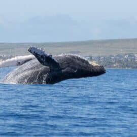 ¿Por qué las ballenas llegan al Pacífico colombiano?