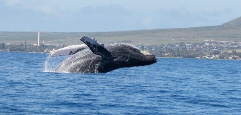 ¿Por qué las ballenas llegan al Pacífico colombiano?