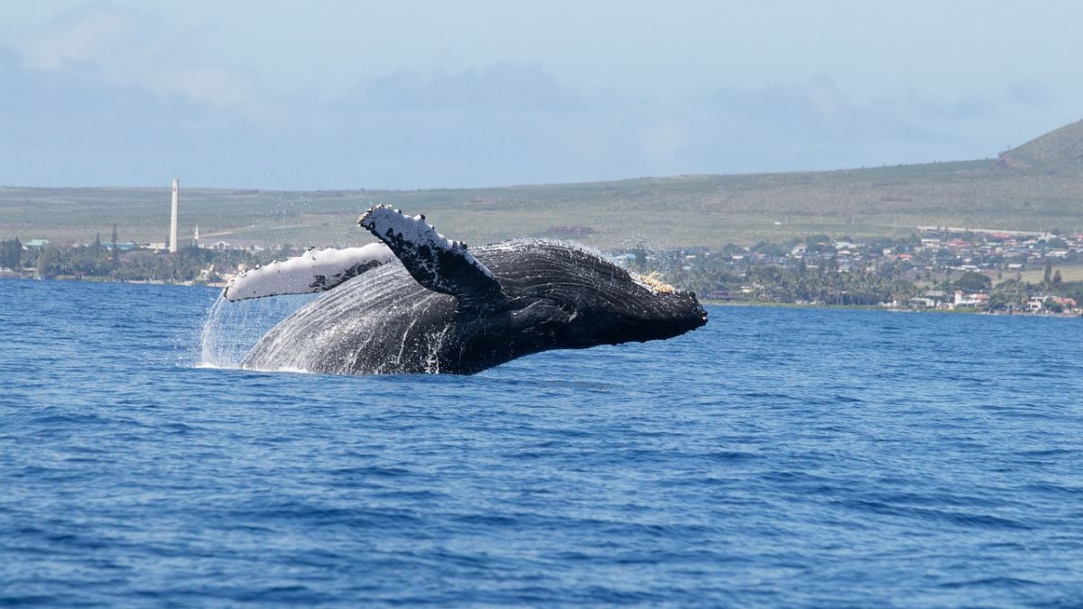 ¿Por qué las ballenas llegan al Pacífico colombiano?