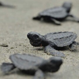 Jornada de Conservación: Se liberan 80 neonatos de tortuga marina en Punta Bonita