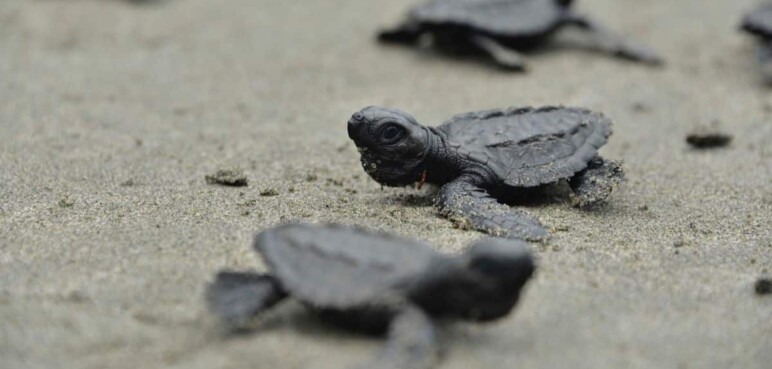 Jornada de Conservación: Se liberan 80 neonatos de tortuga marina en Punta Bonita