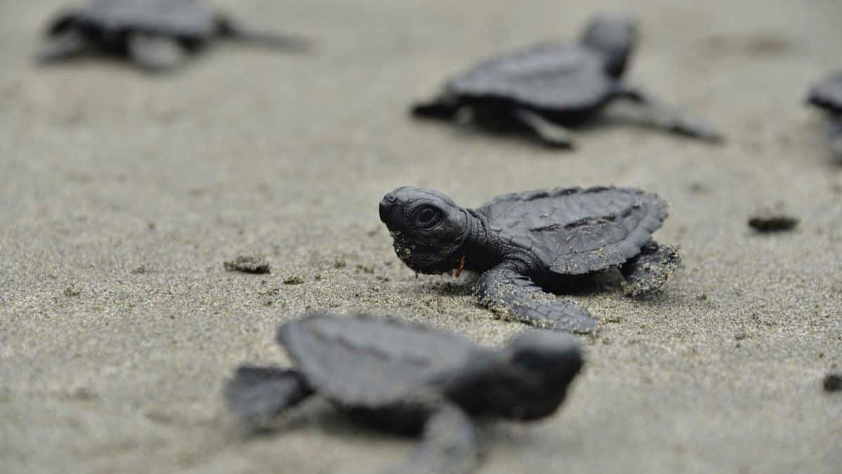 Jornada de Conservación: Se liberan 80 neonatos de tortuga marina en Punta Bonita