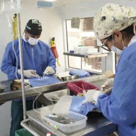 Jornadas de esterilización gratuita en Cali: ¿En qué zonas se realizarán?