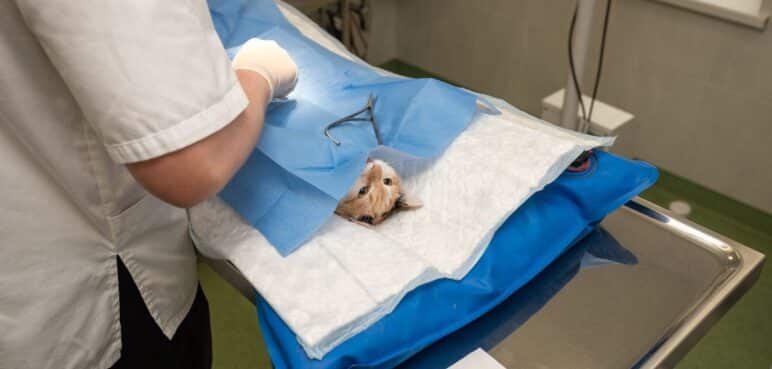 Jornadas de esterilización animal en Cali ¿cuándo y dónde serán?