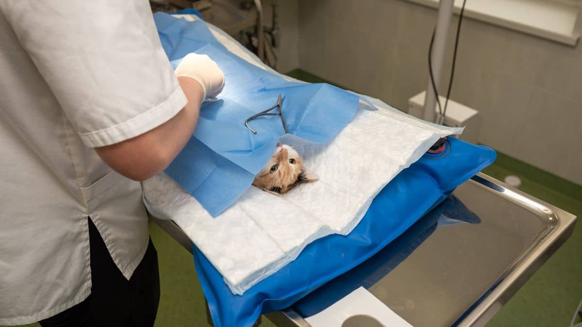 Jornadas de esterilización animal en Cali ¿cuándo y dónde serán?