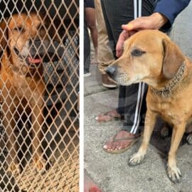 Perrito rescatado en incendio de El Guabal es atendido por organismos de salud de Cali