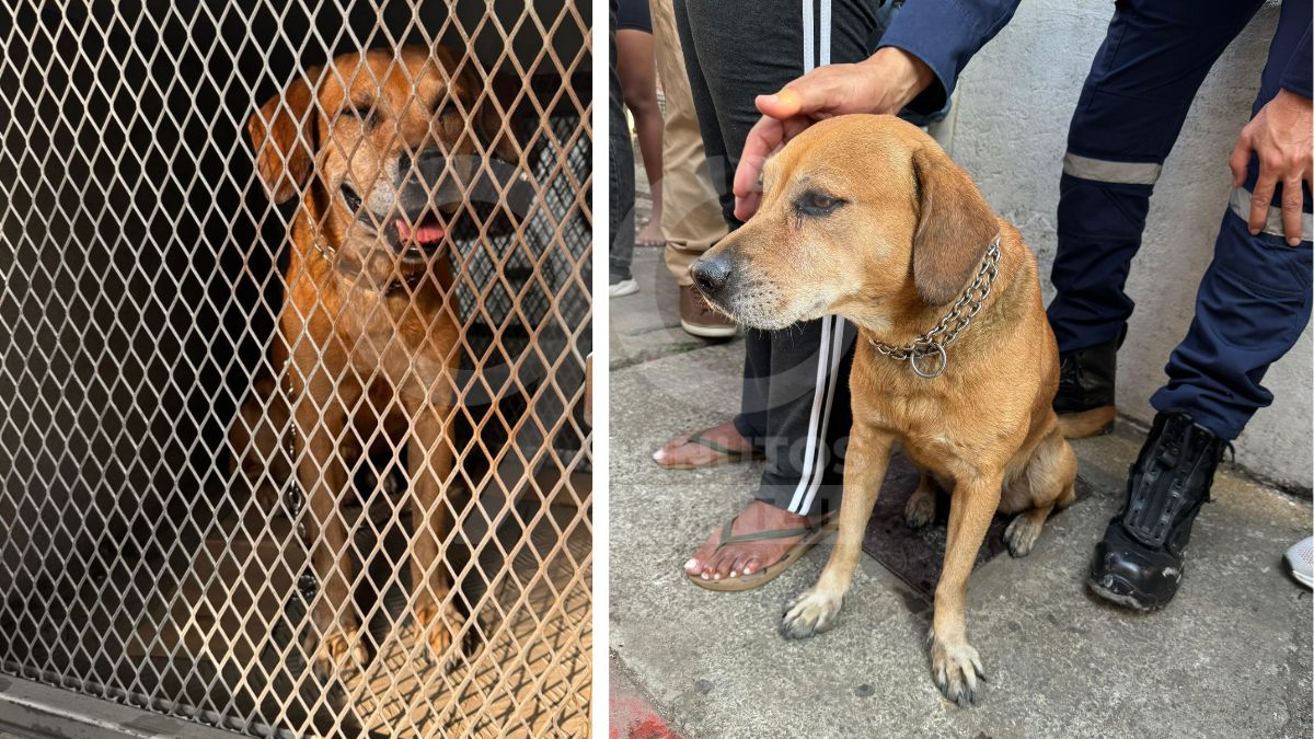 Perrito rescatado en incendio de El Guabal es atendido por organismos de salud de Cali