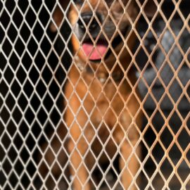 Perrito del incendio Guabal en Cali