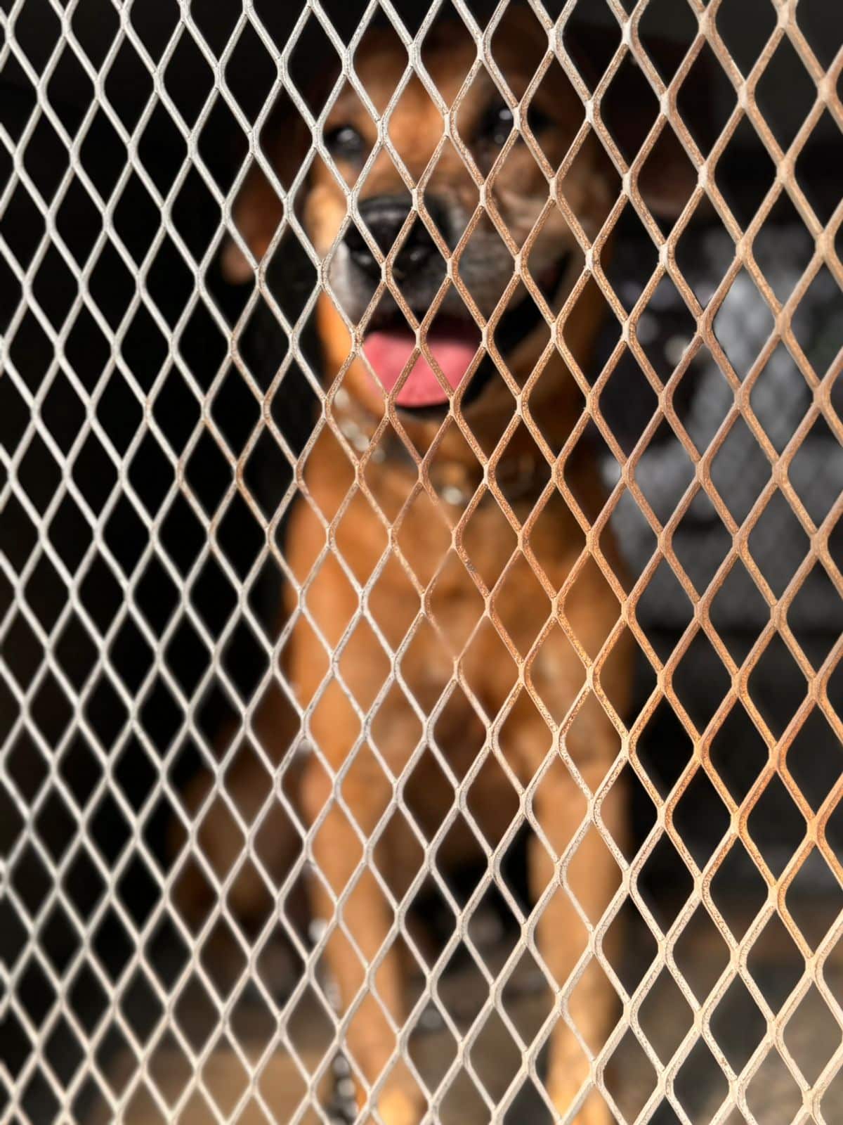 Perrito del incendio Guabal en Cali