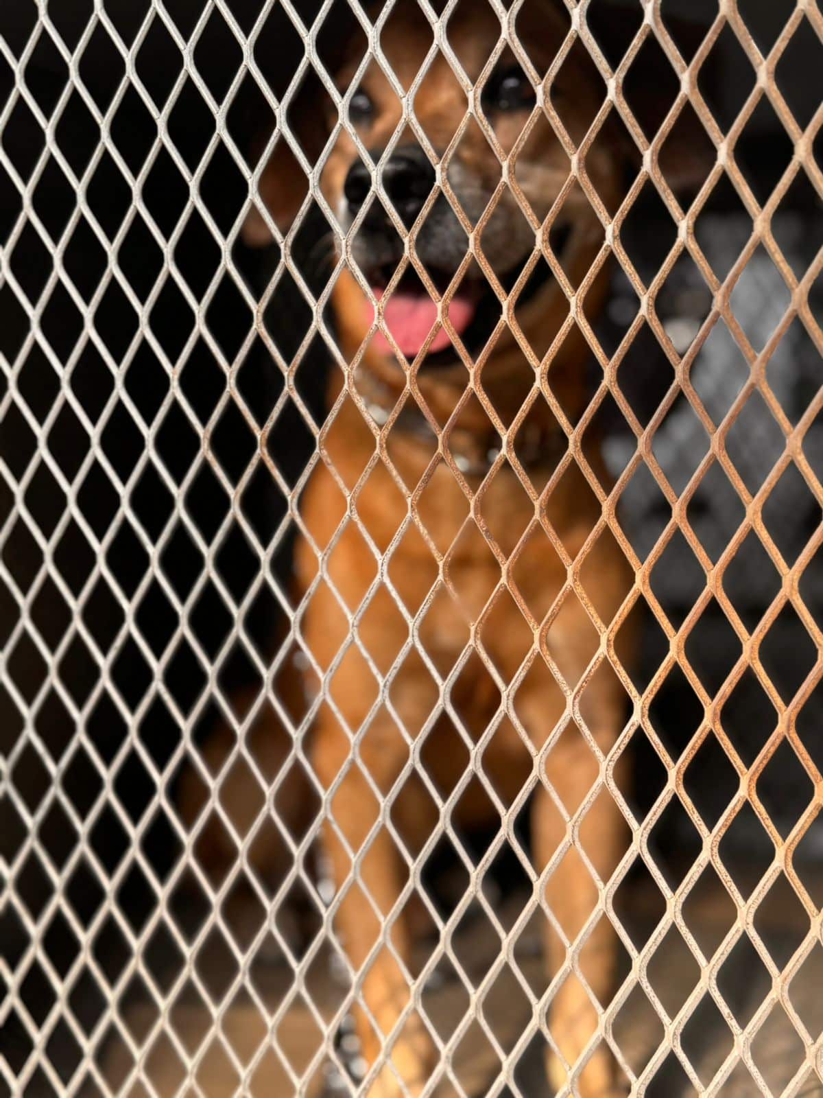 Perrito del incendio Guabal en Cali