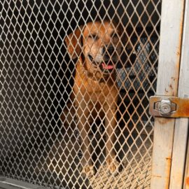 Perrito del incendio Guabal en Cali