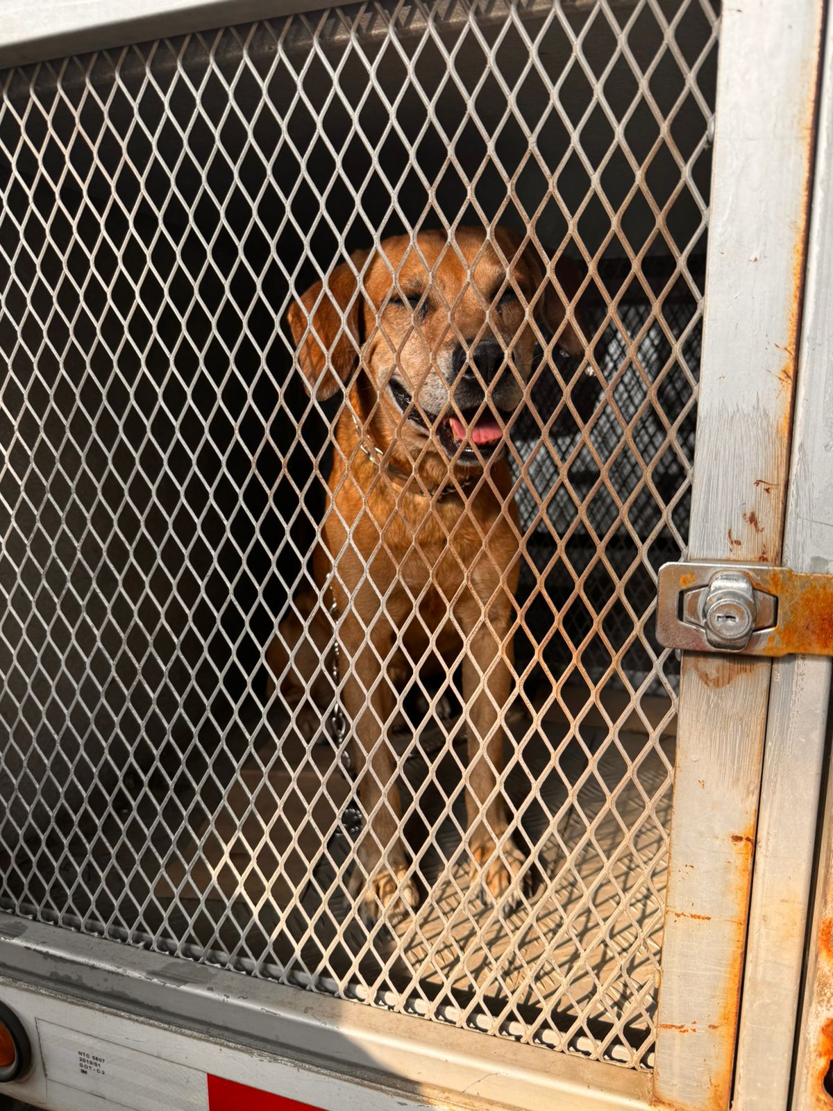 Perrito del incendio Guabal en Cali