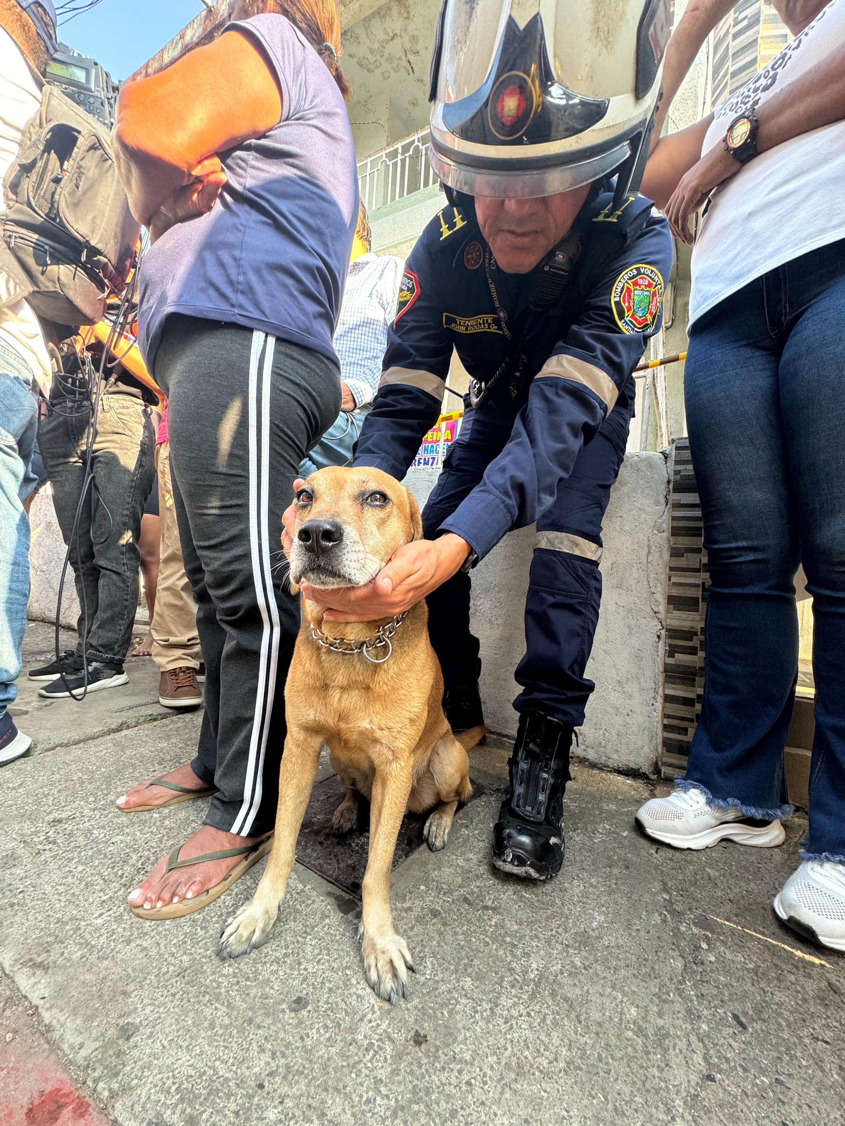 Perrito del incendio Guabal en Cali