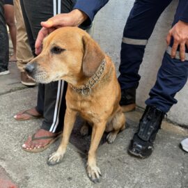 Perrito del incendio Guabal en Cali