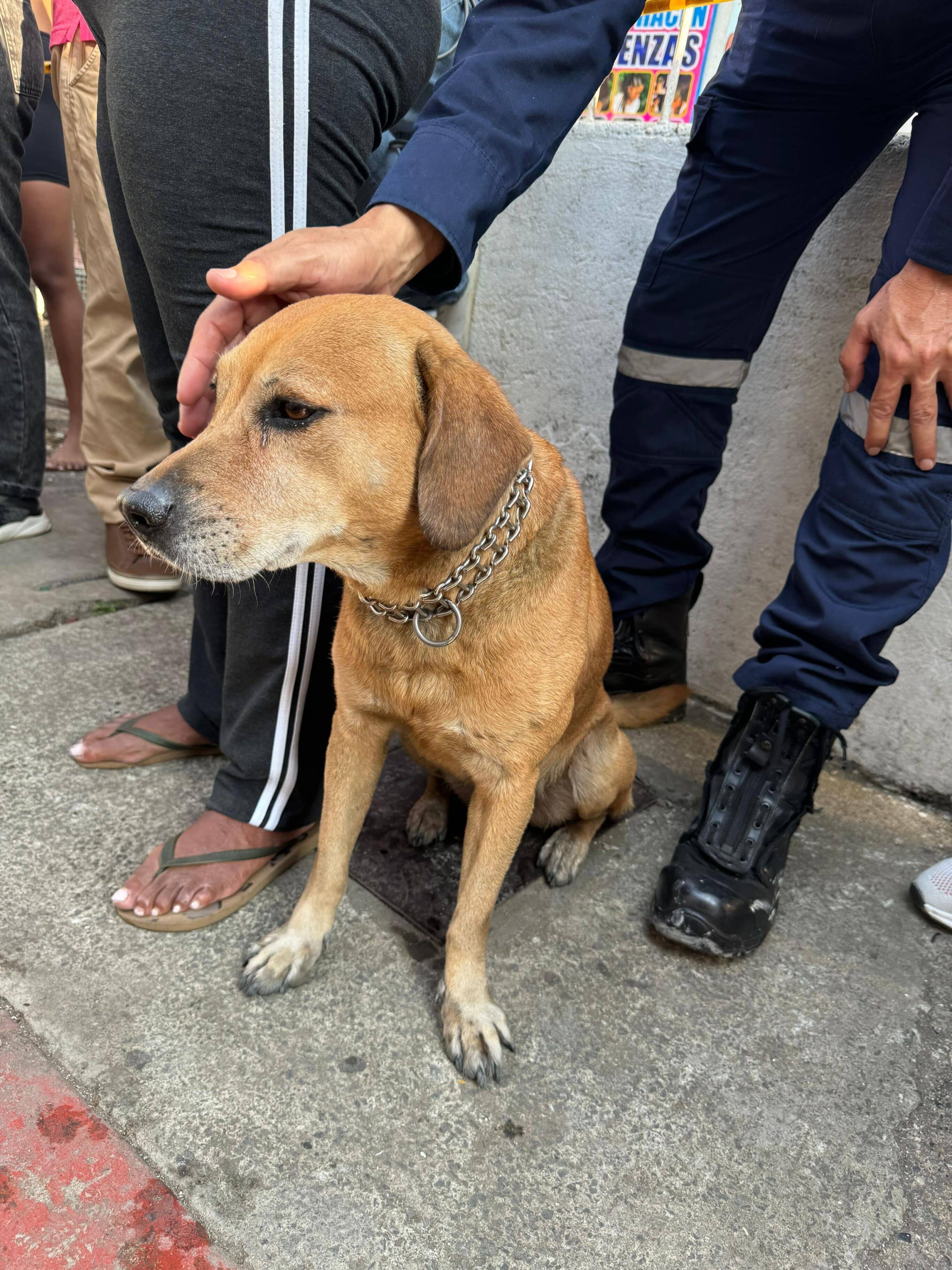 Perrito del incendio Guabal en Cali