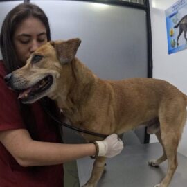 Mateo, perro de incendio en Cali