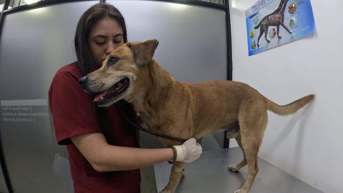 Mateo, perro de incendio en Cali