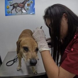 Mateo, perro de incendio en Cali