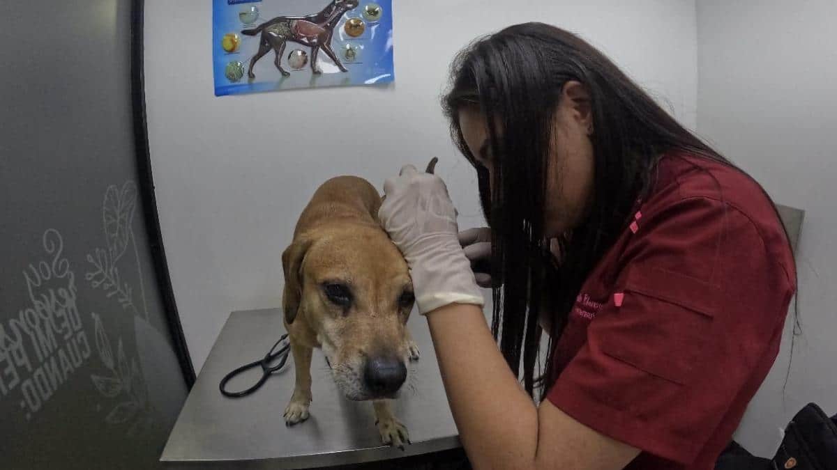 Mateo, perro de incendio en Cali