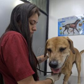 Revelan estado de salud de Mateo, el perro rescatado del incendio en El Guabal, Cali