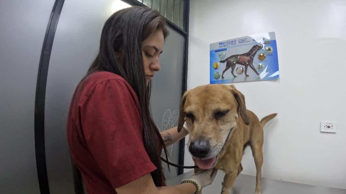 Revelan estado de salud de Mateo, el perro rescatado del incendio en El Guabal, Cali