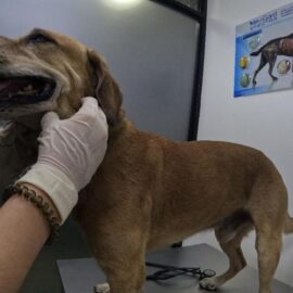 Mateo, perro de incendio en Cali