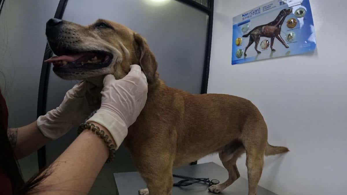 Mateo, perro de incendio en Cali