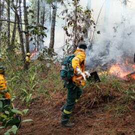 Ofrecen 50 millones de recompensa por autores de incendios en Cali