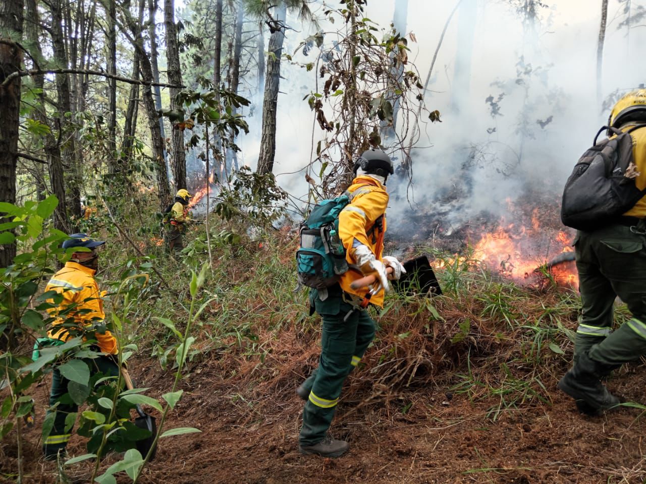 Ofrecen 50 millones de recompensa por autores de incendios en Cali