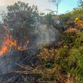 Alerta: Incendio en Pradera, Valle completa 36 horas: bomberos atienden la emergencia