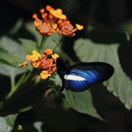 Jardín Botánico de Cali