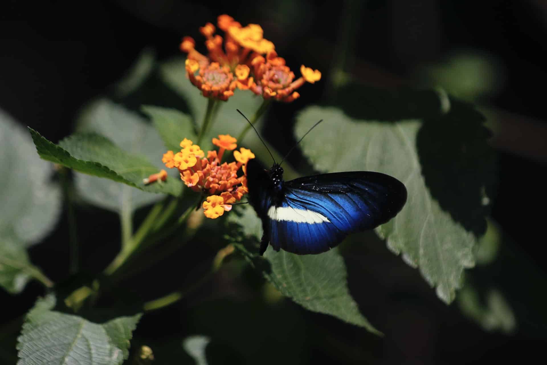 Jardín Botánico de Cali