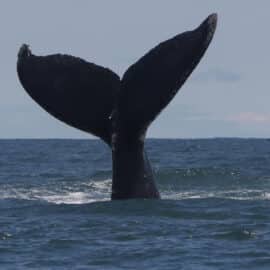 Cantaoras del Pacífico les regalan serenatas a las ballenas jorobadas