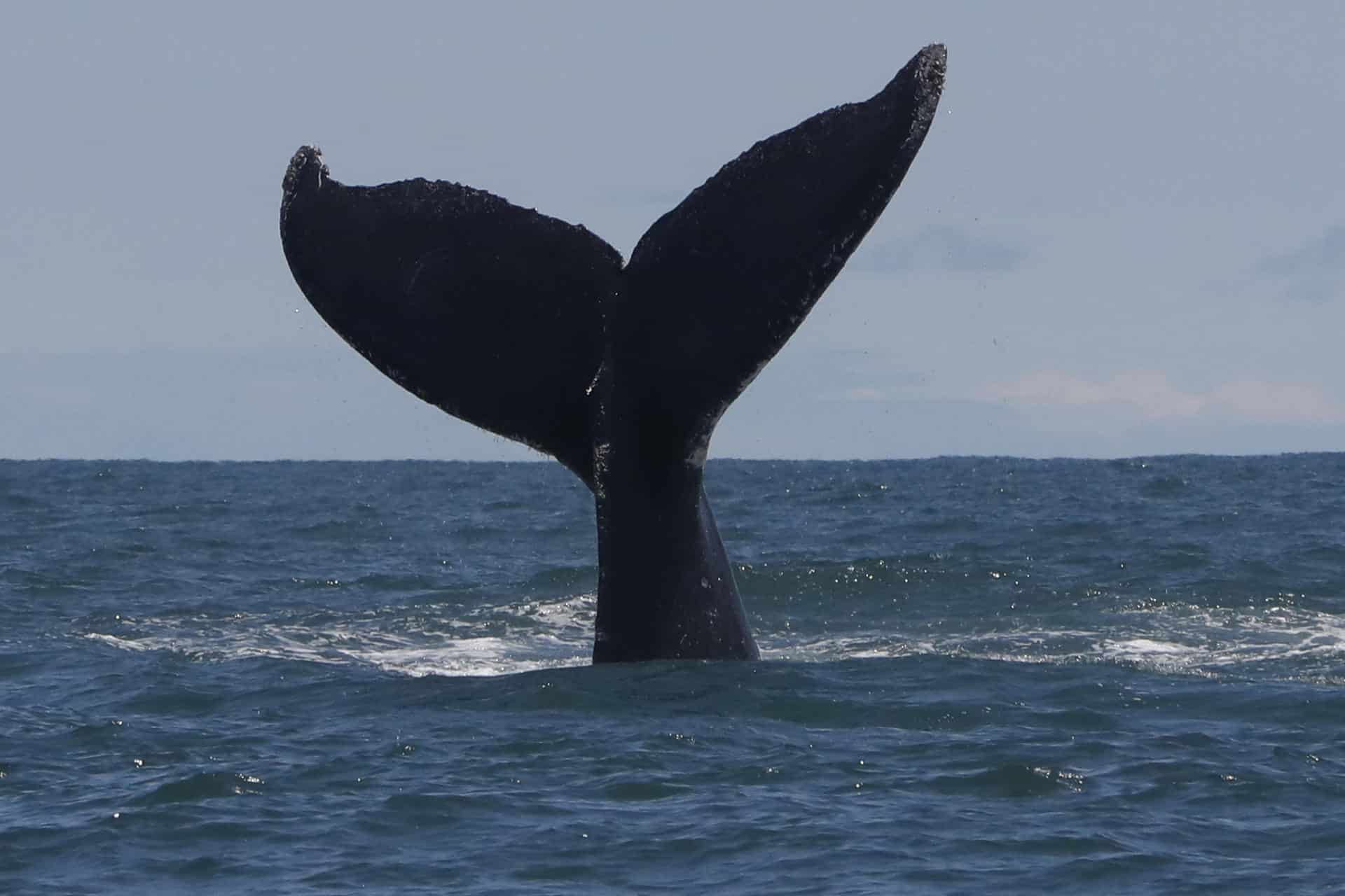 Serenata ballenas del pacíficos