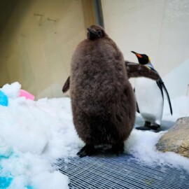 Pesto, el famoso bebé pingüino que pesa más de 21 kilogramos en Australia