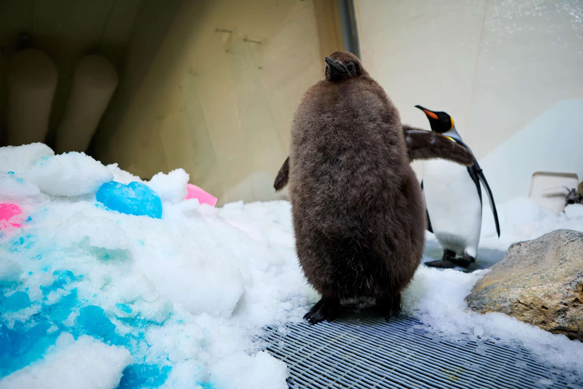 Pesto, el famoso bebé pingüino que pesa más de 21 kilogramos en Australia