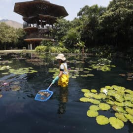 Un año del Jardín Botánico en Cali: El lugar que protege a más de 190 especies de plantas