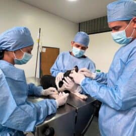 Continúan jornadas de esterilización gratuita en Cali, ¿Dónde y cuándo serán?