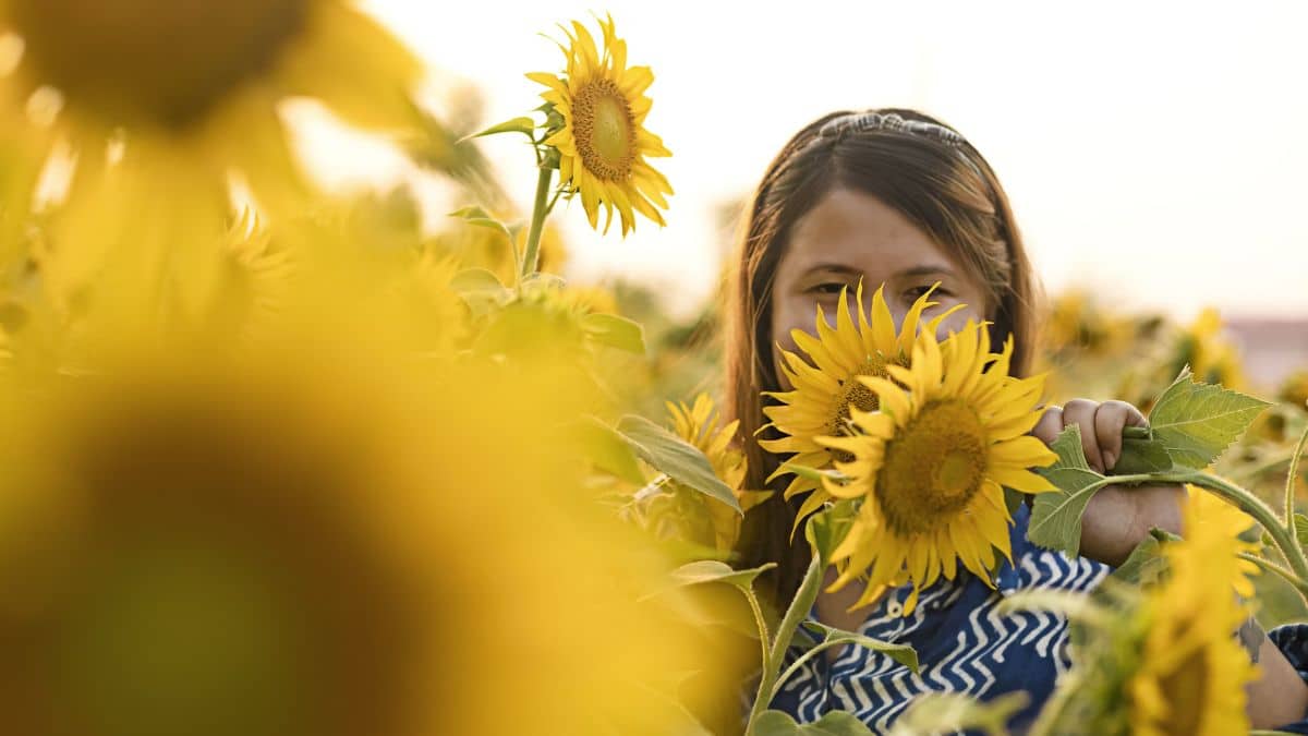 ¿Por qué se regalan flores amarillas en septiembre? La explicación sorprende a muchos