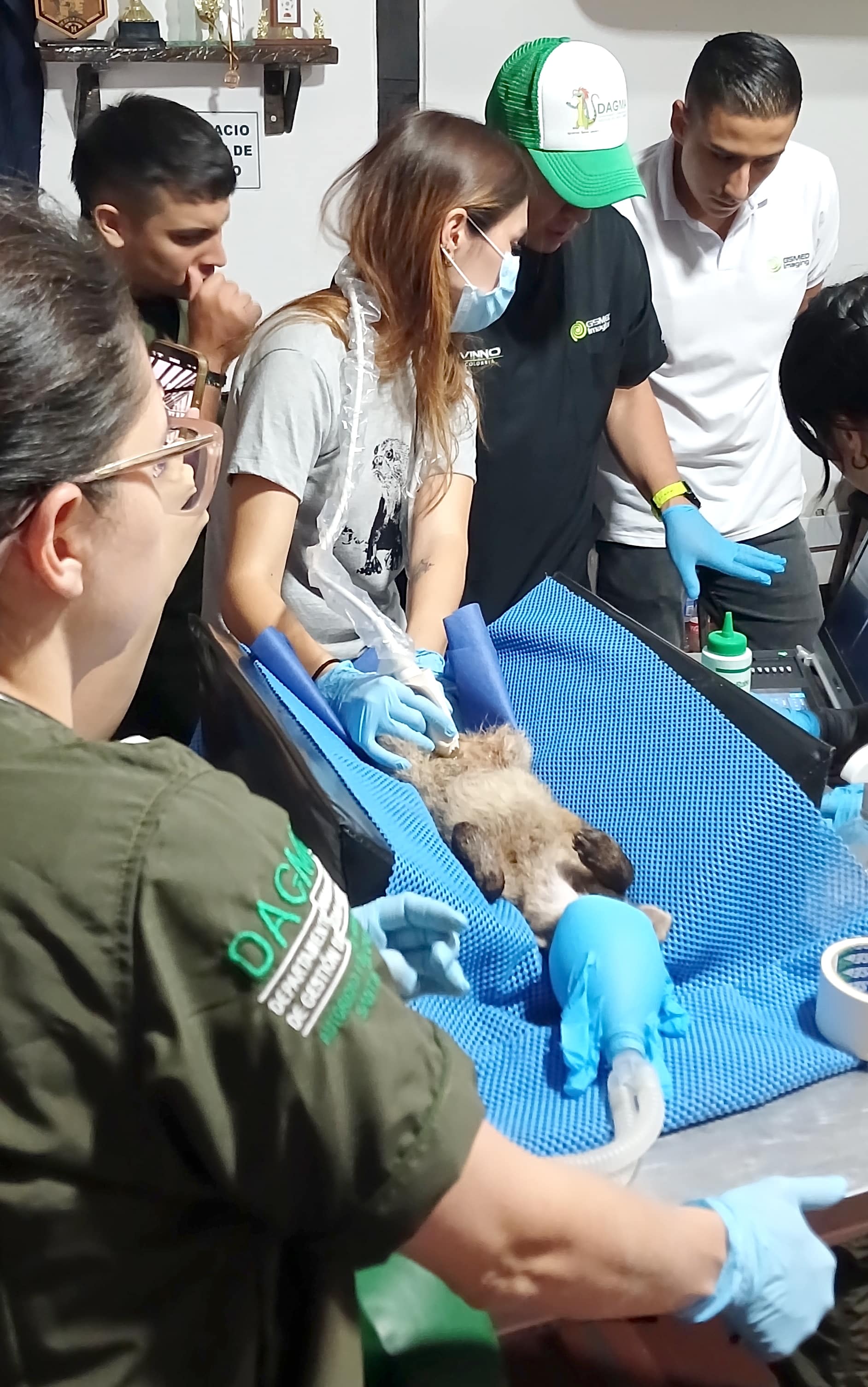 Dagma Tráfico ilegal en animales