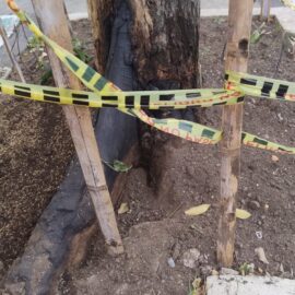 Árbol envenenado Tequendama Cali