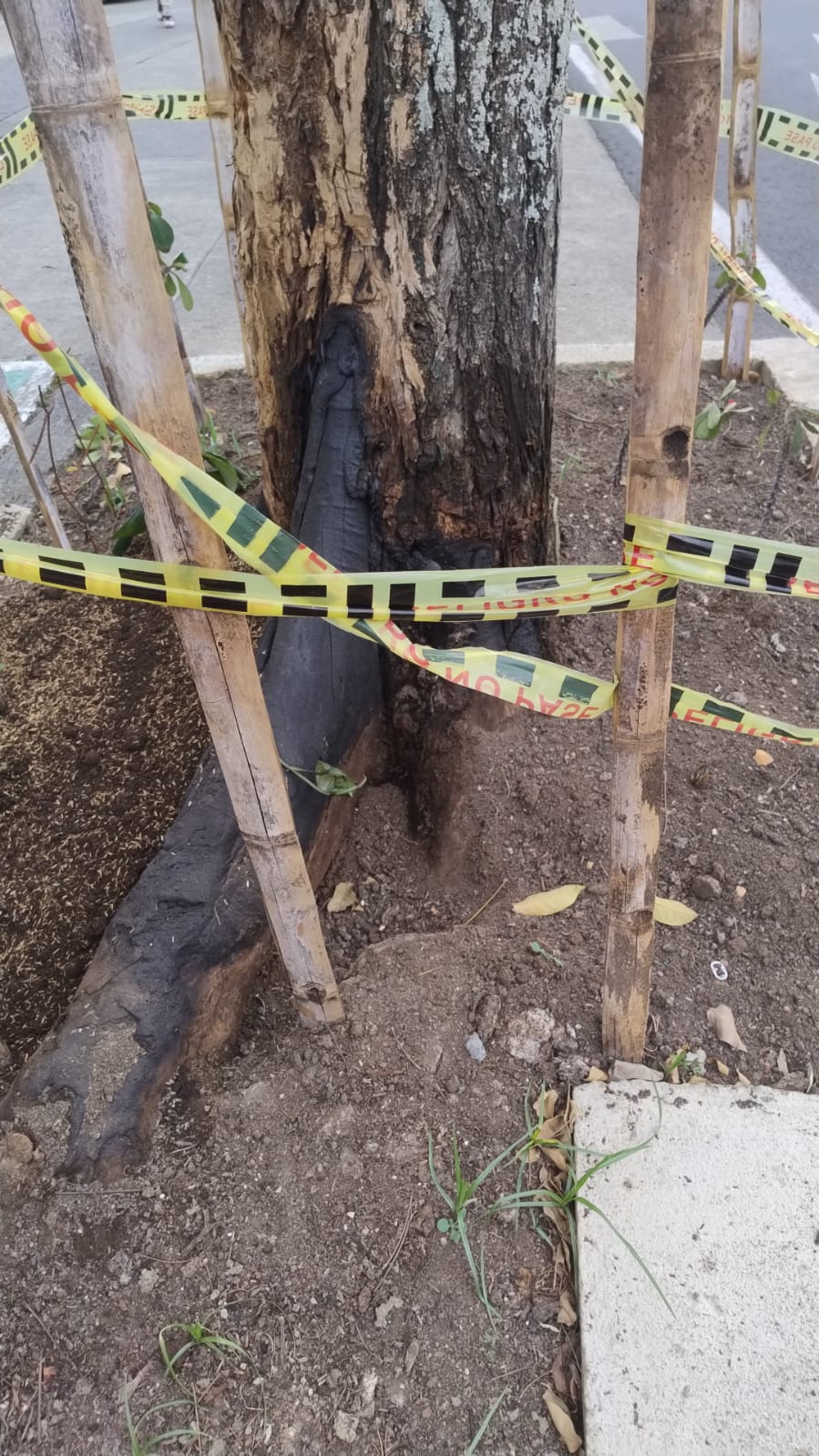 Árbol envenenado Tequendama Cali