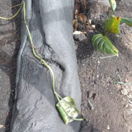 Árbol envenenado Tequendama Cali