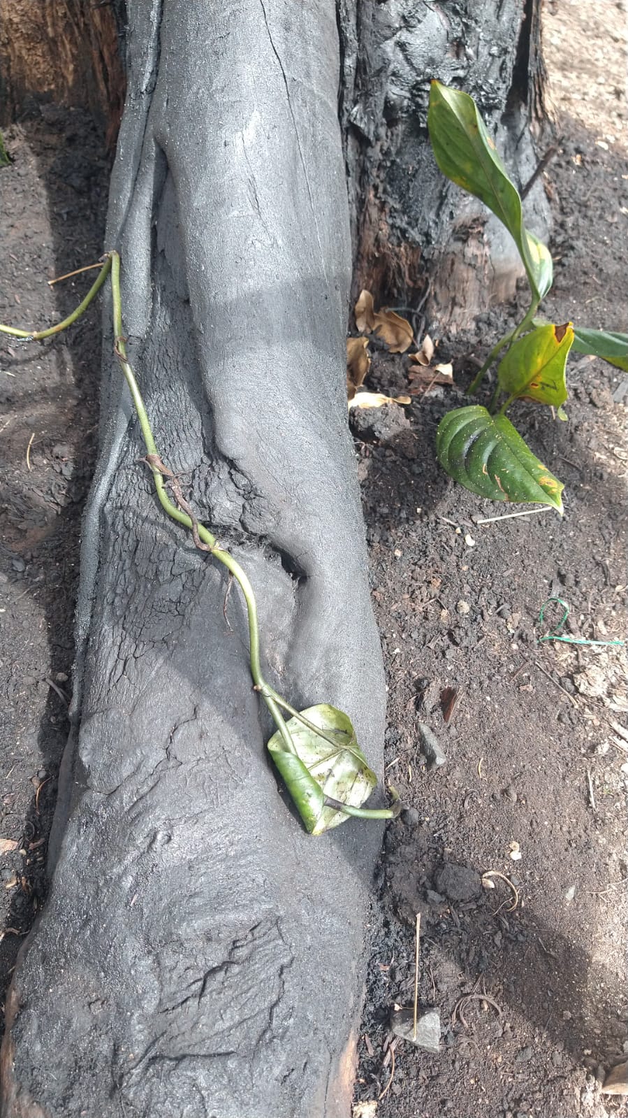 Árbol envenenado Tequendama Cali