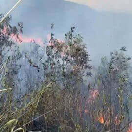 Atención: Reportan incendio forestal en el barrio Las Américas en Yumbo